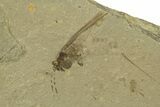 Fossil Grasshopper With Rare Spider With Pos/Neg - Colorado #243383-2